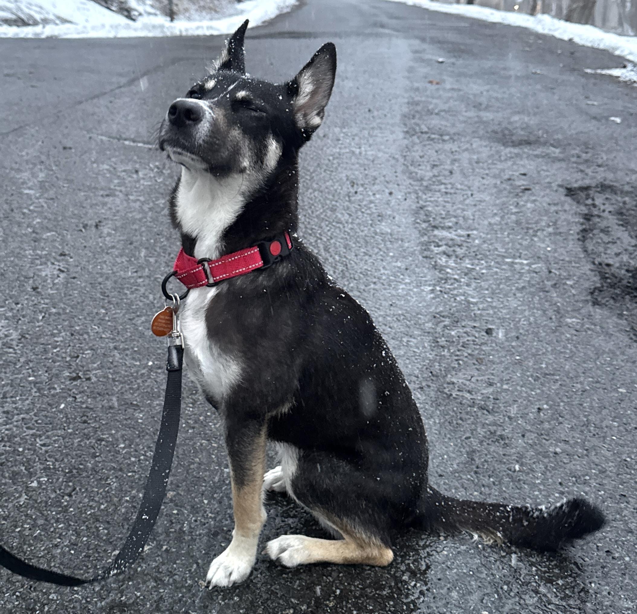 Enlarge Roo, a Adoptable mixed breed in Brooklyn, NY image 5/6