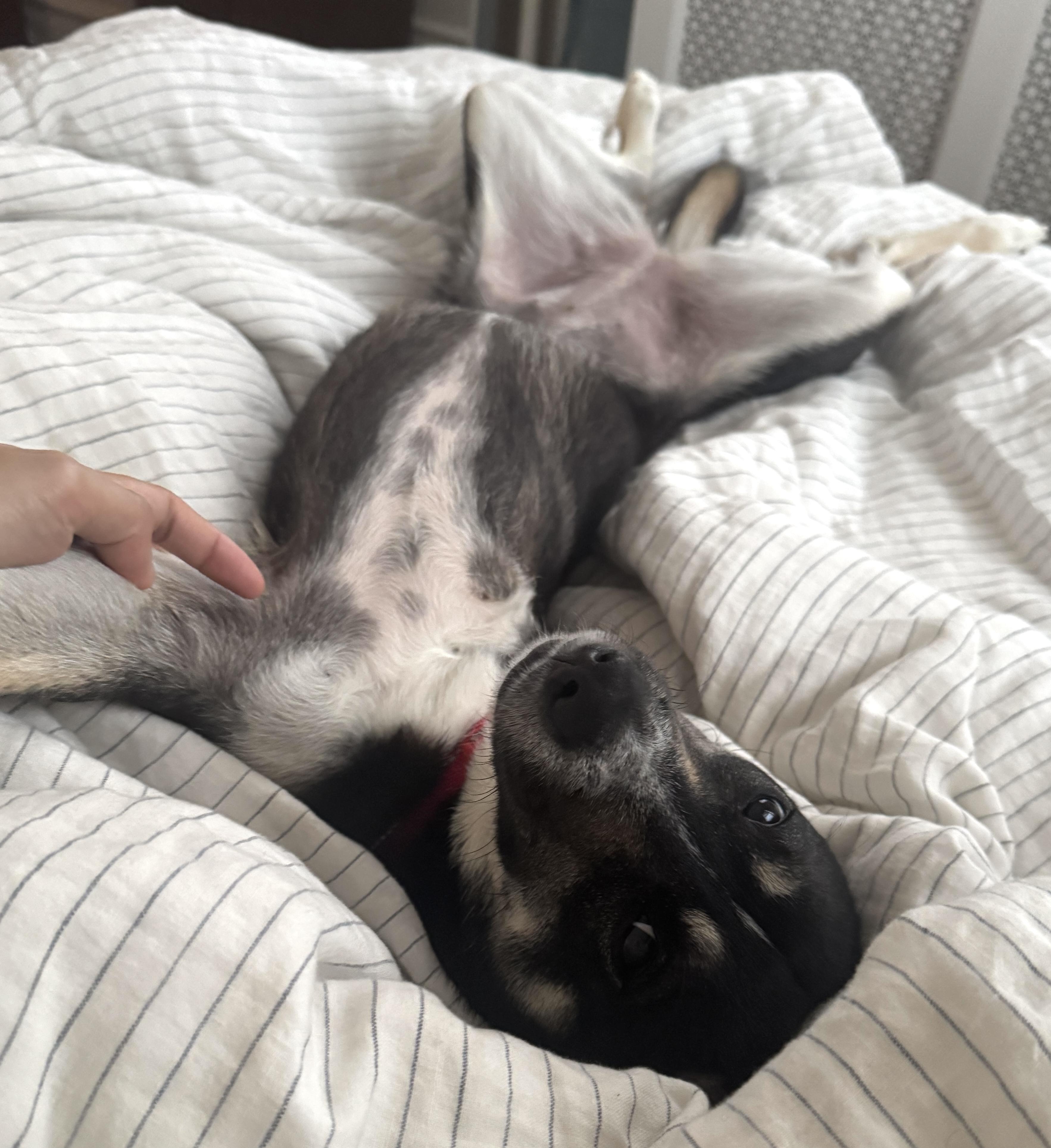 Enlarge Roo, a Adoptable mixed breed in Brooklyn, NY image 2/6