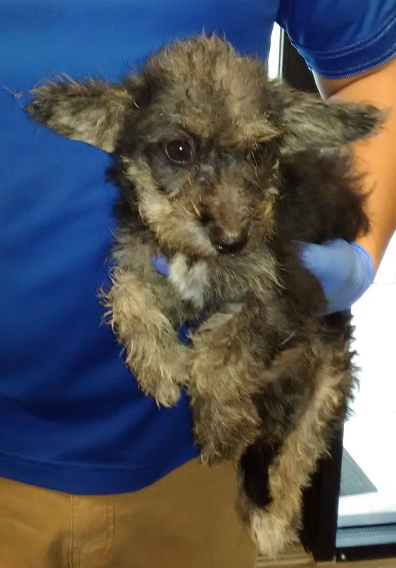 Enlarge Thia, a Adopted Mixed Breed in Morganville, NJ image 1/1