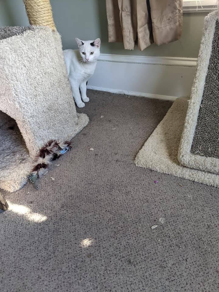 Oakley, a Adoptable mixed breed in Allentown, PA image 1/6