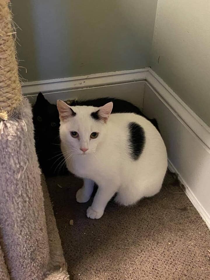 Oakley, a Adoptable mixed breed in Allentown, PA image 2/6