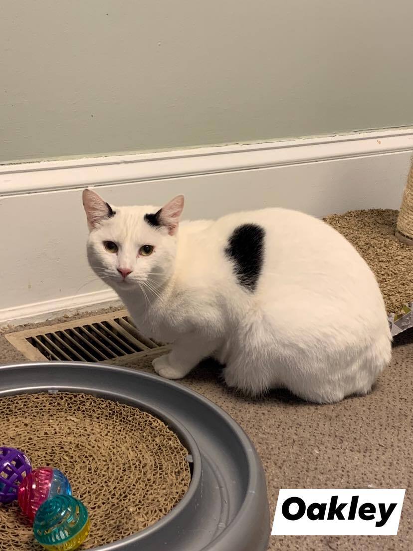 Oakley, a Adoptable mixed breed in Allentown, PA image 3/6