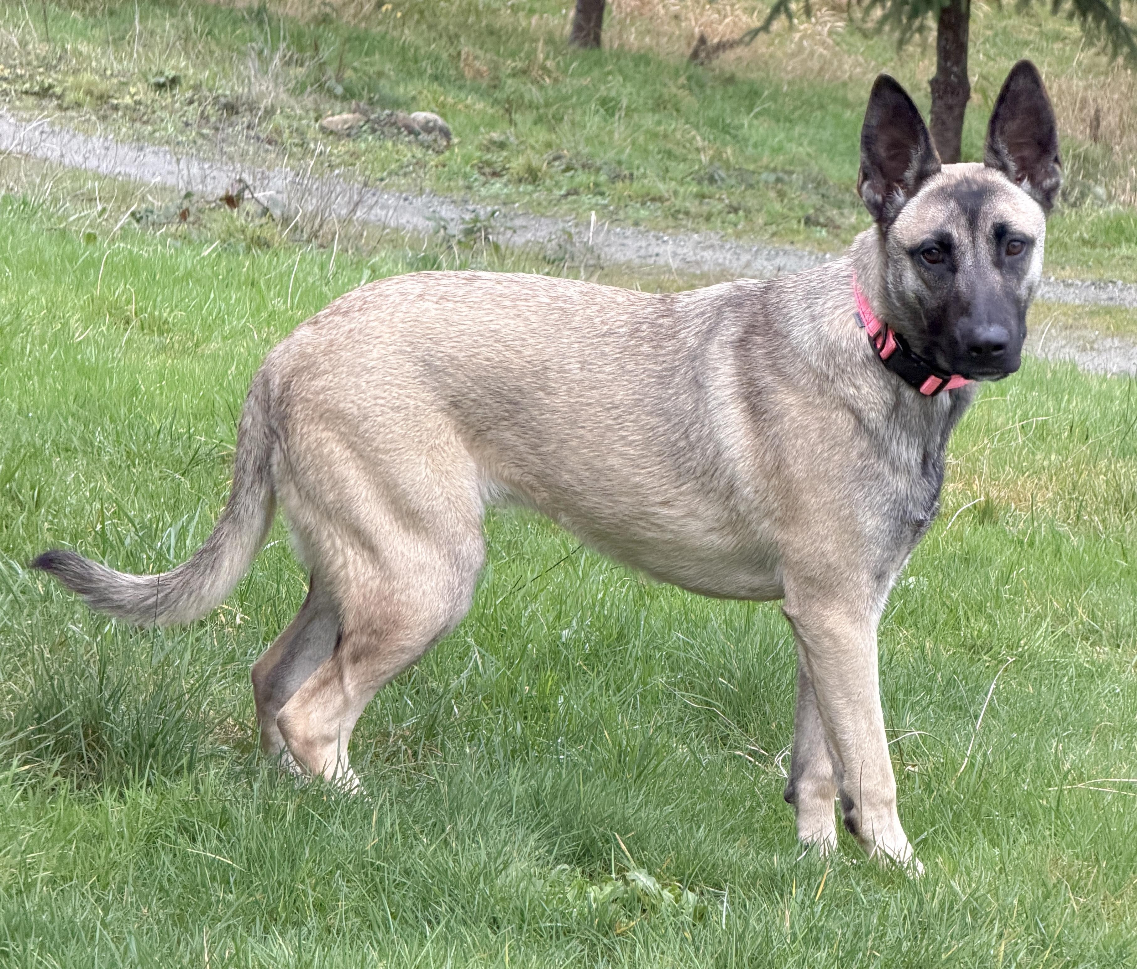 Maui, an adoptable mixed breed in Silvana, WA image 4/5