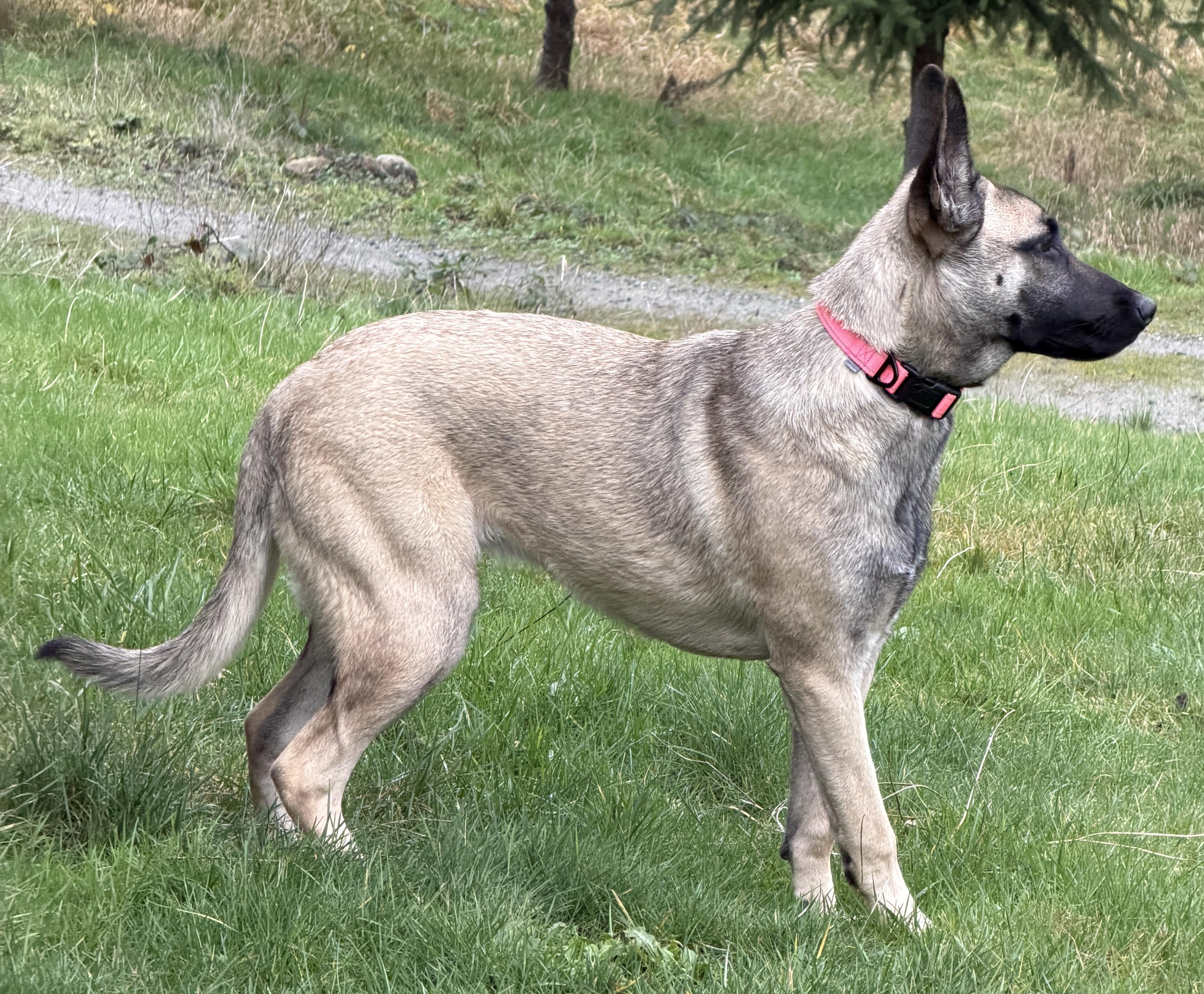 Maui, an adoptable mixed breed in Silvana, WA image 3/5