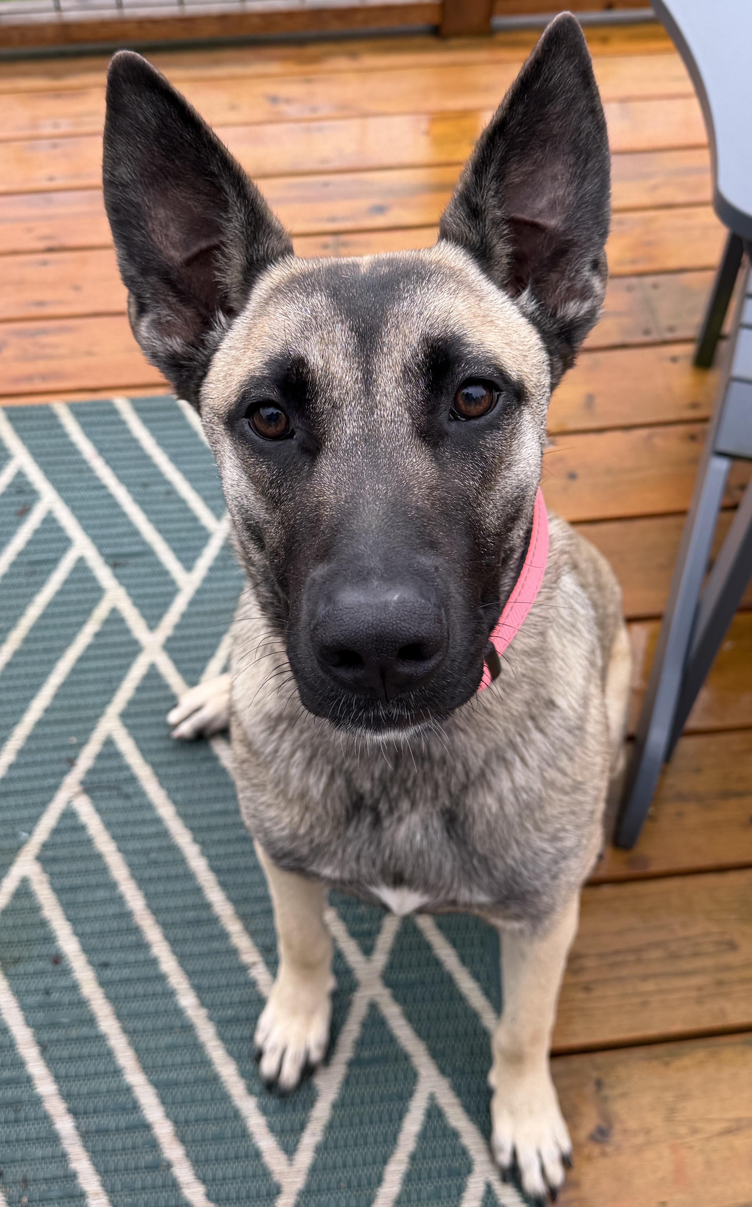 Maui, adoptable, Puppy Female Belgian Shepherd / Malinois & German Shepherd Dog.
