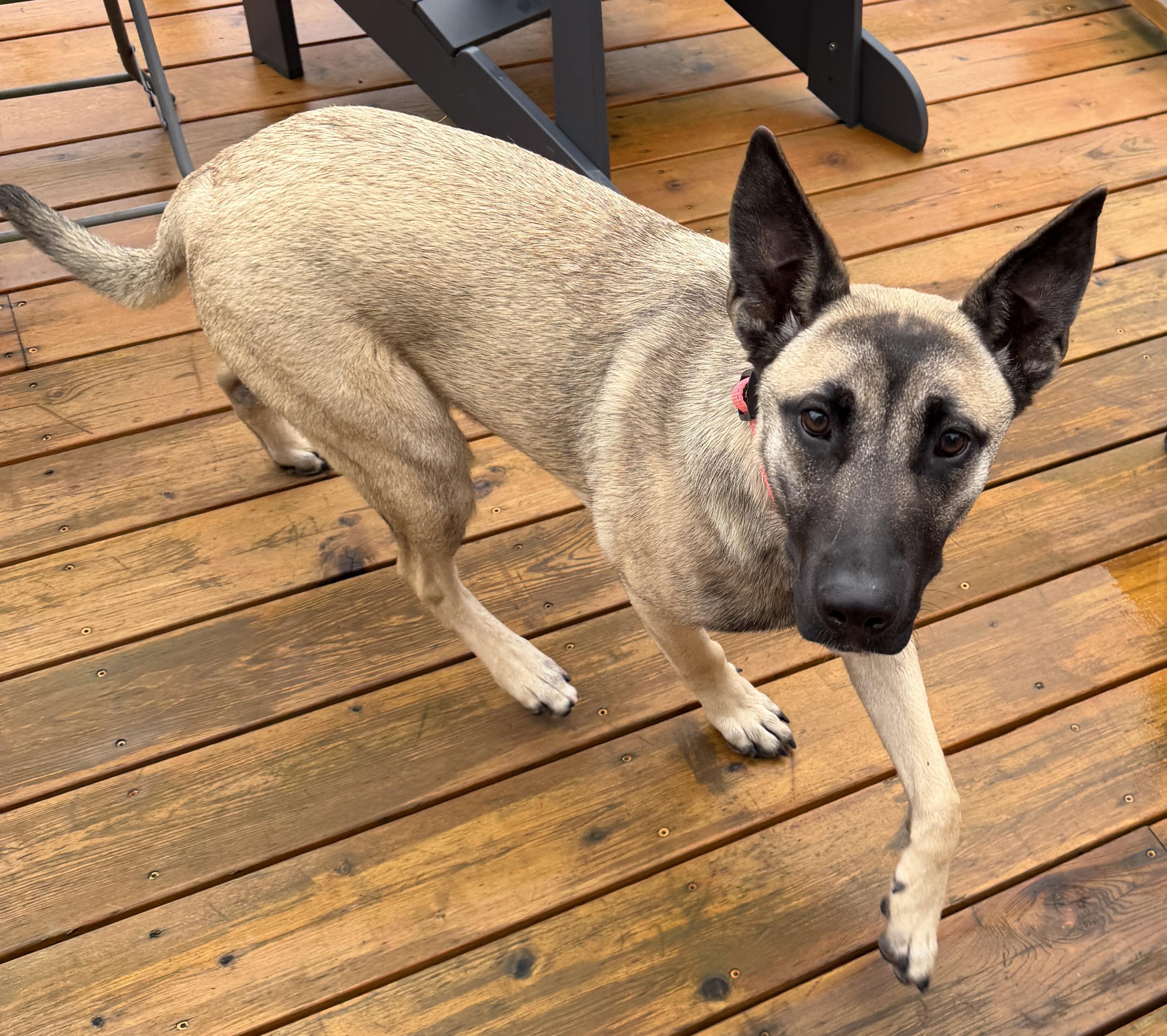 Maui, an adoptable mixed breed in Silvana, WA image 2/5