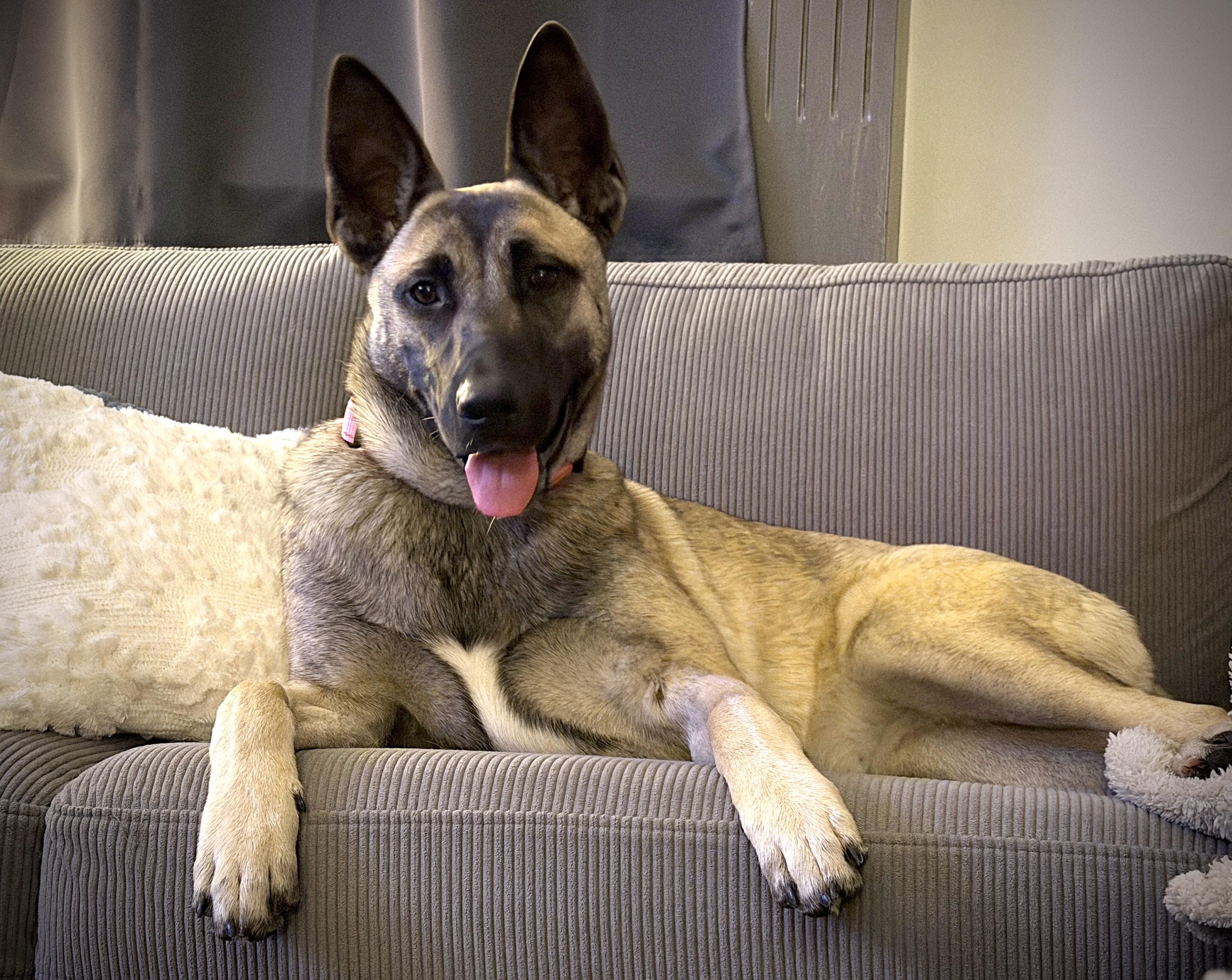 Maui, adoptable, Puppy Female Belgian Shepherd / Malinois & German Shepherd Dog.