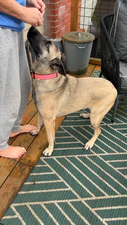 Enlarge Maui, an adoptable mixed breed in Silvana, WA video 5/5