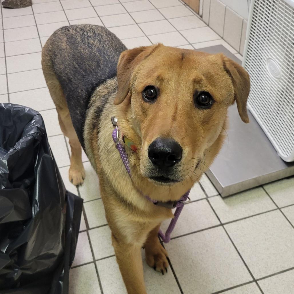 Enlarge Wilbur, a Adoptable Mixed Breed in Charleston, WV image 1/5