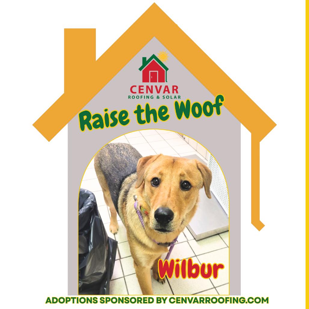 Enlarge Wilbur, a Adoptable Mixed Breed in Charleston, WV image 3/5