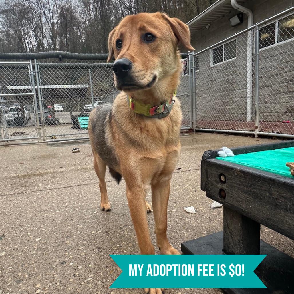 Enlarge Wilbur, a Adoptable Mixed Breed in Charleston, WV image 4/5