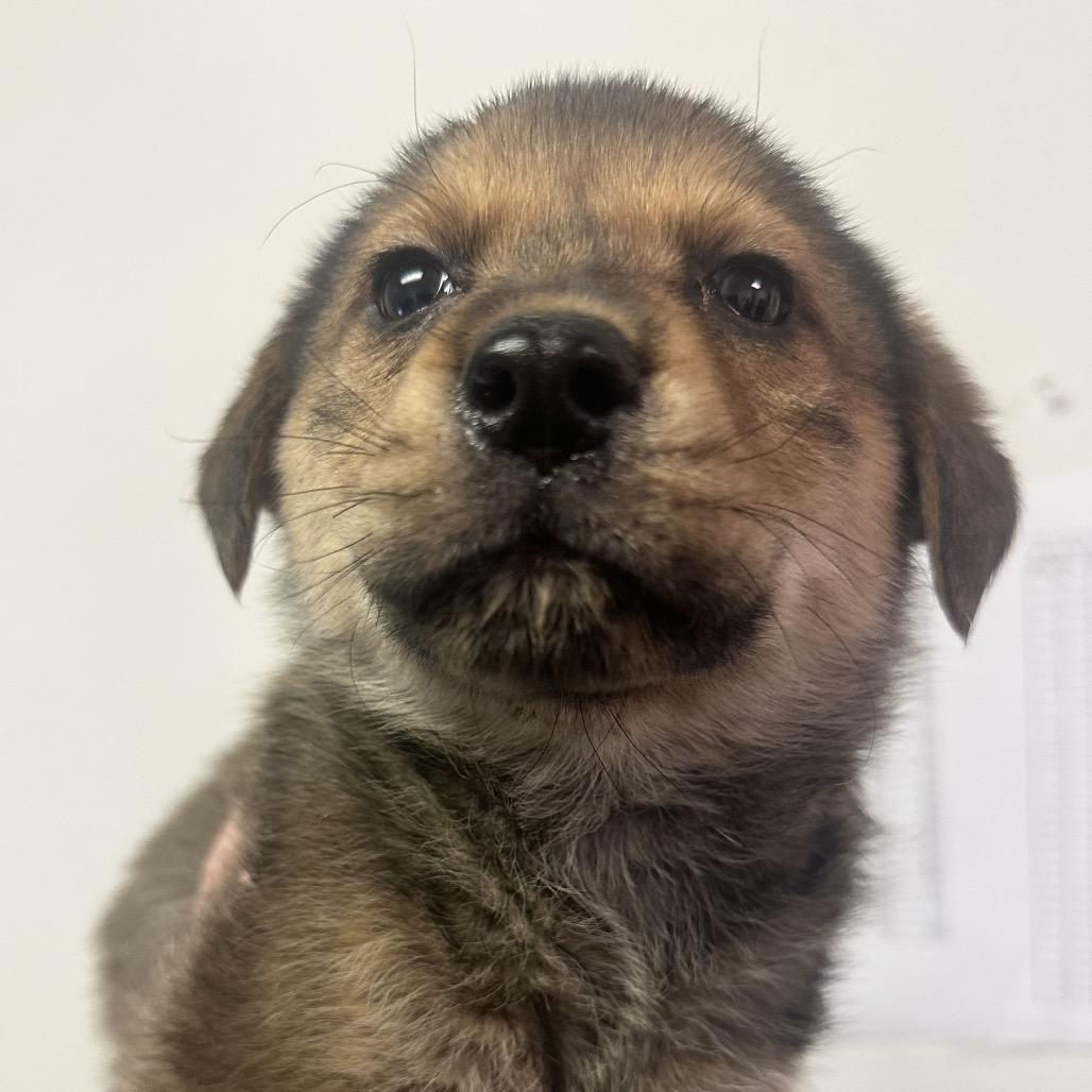 Enlarge Wilbur, a Adoptable Mixed Breed in Charleston, WV image 5/5