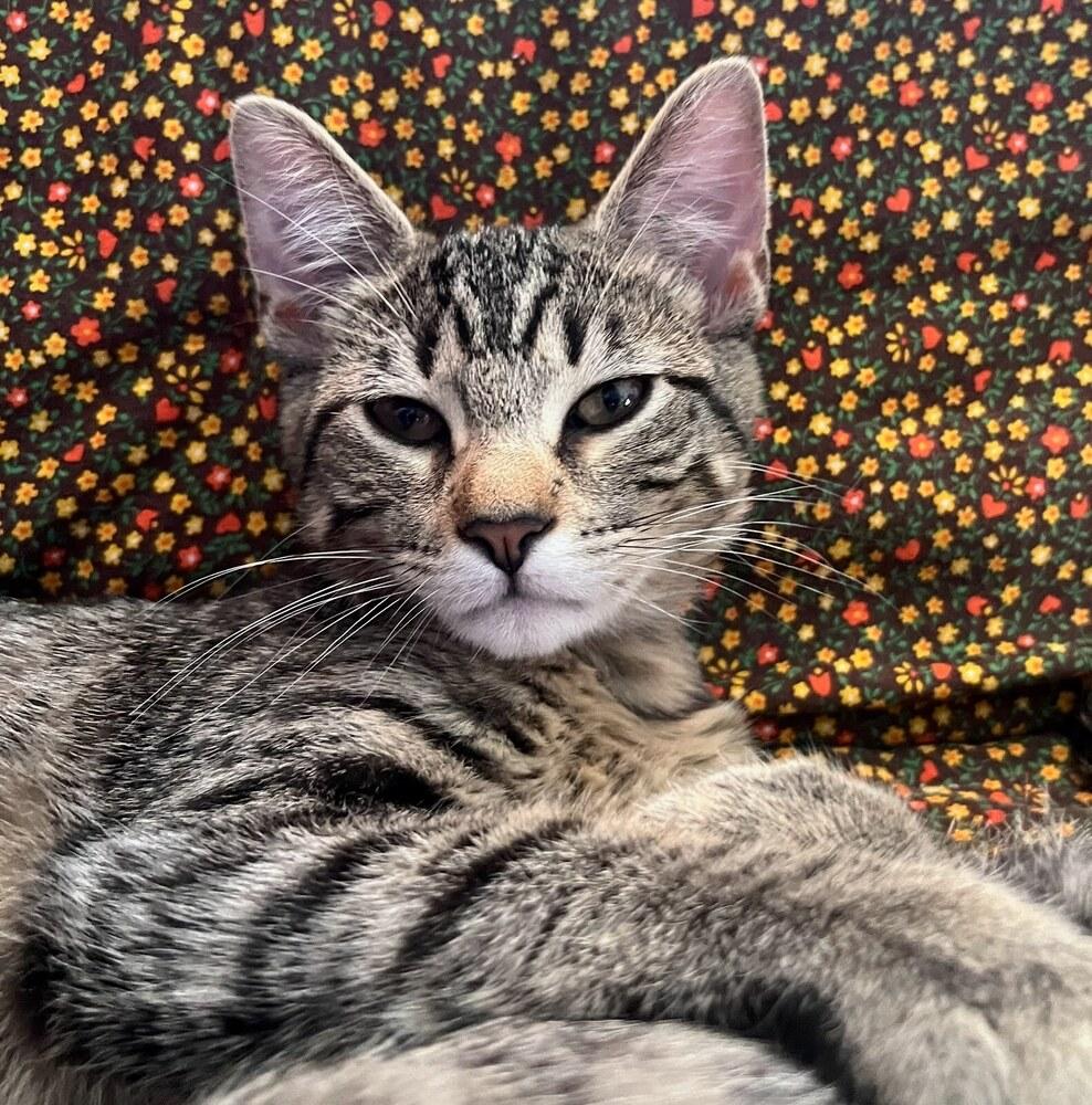 Pumpkin Spice Latte A., Adoptable, Young Male Domestic Short Hair.