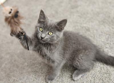 Enlarge Gri Gri and Brillo, an adopted Domestic Short Hair in Seattle, WA image 6/6
