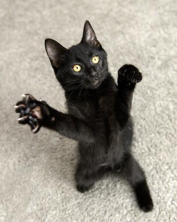 Enlarge Gri Gri and Brillo, an adopted Domestic Short Hair in Seattle, WA image 5/6