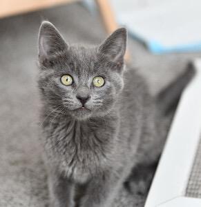 Enlarge Gri Gri and Brillo, an adopted Domestic Short Hair in Seattle, WA image 2/6