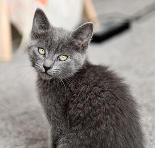 Enlarge Gri Gri and Brillo, an adopted Domestic Short Hair in Seattle, WA image 4/6