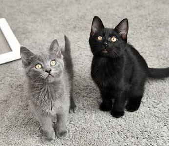 Enlarge Gri Gri and Brillo, an adopted Domestic Short Hair in Seattle, WA image 1/6