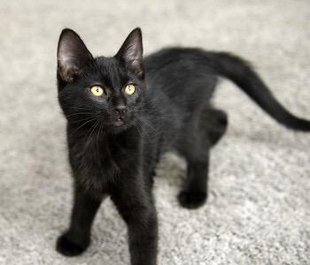Enlarge Gri Gri and Brillo, an adopted Domestic Short Hair in Seattle, WA image 3/6