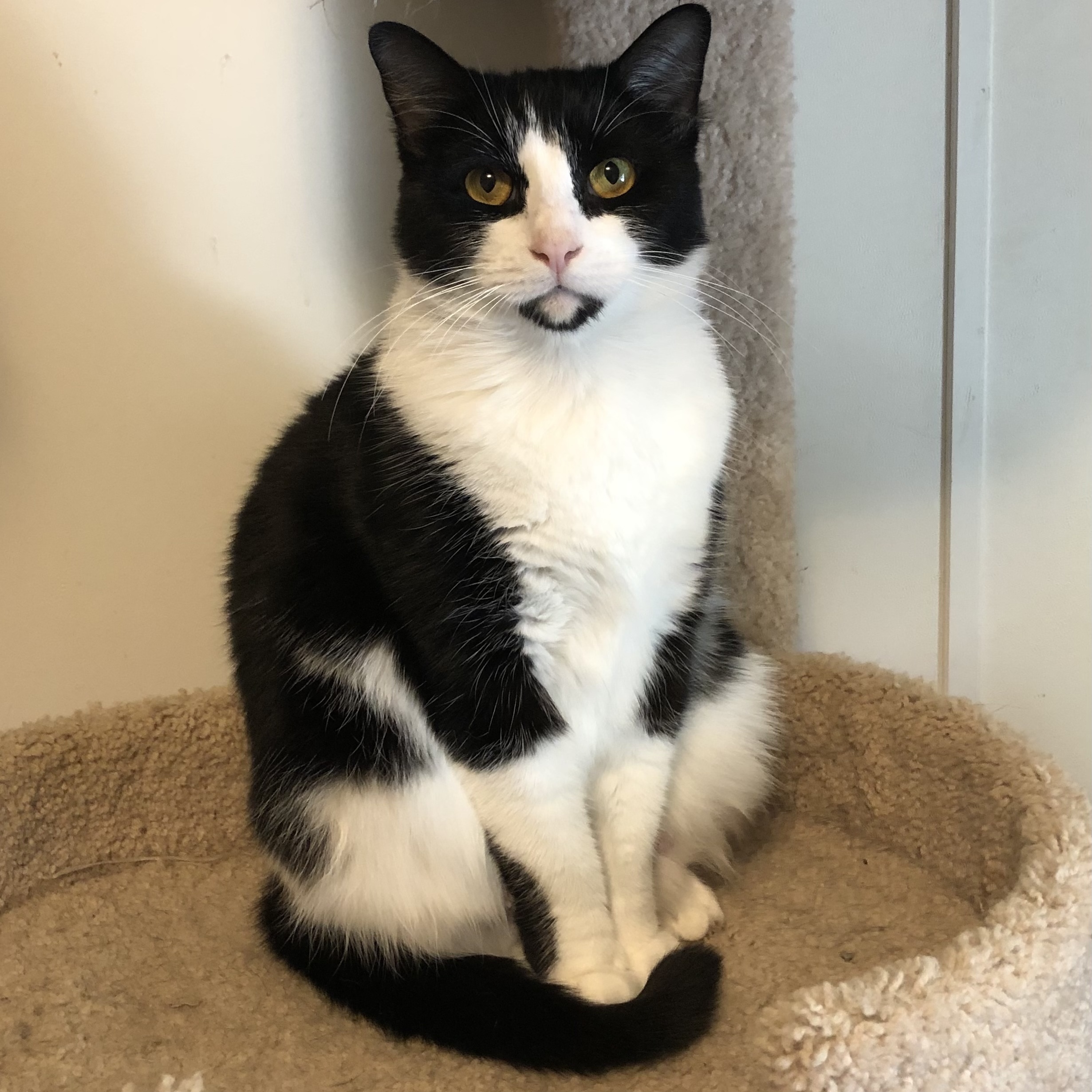 Enlarge Liddy, a Adoptable mixed breed in Goshen, IN image 2/6