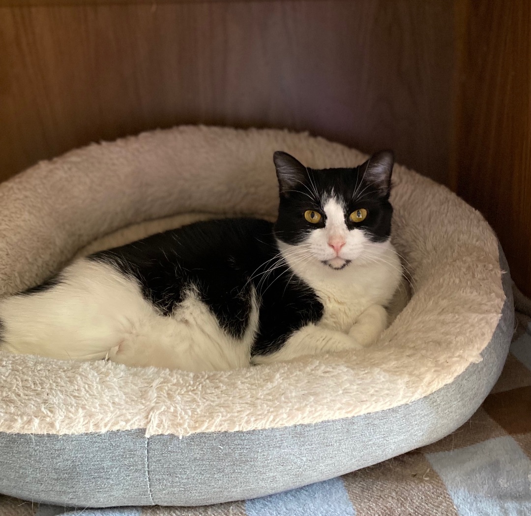 Enlarge Liddy, a Adoptable mixed breed in Goshen, IN image 3/6