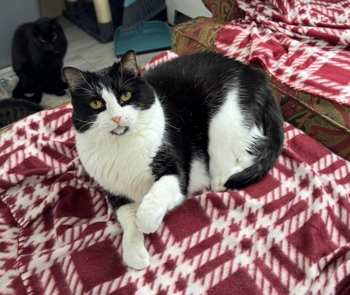 Liddy, Adoptable, Adult Female Tuxedo & Domestic Short Hair.