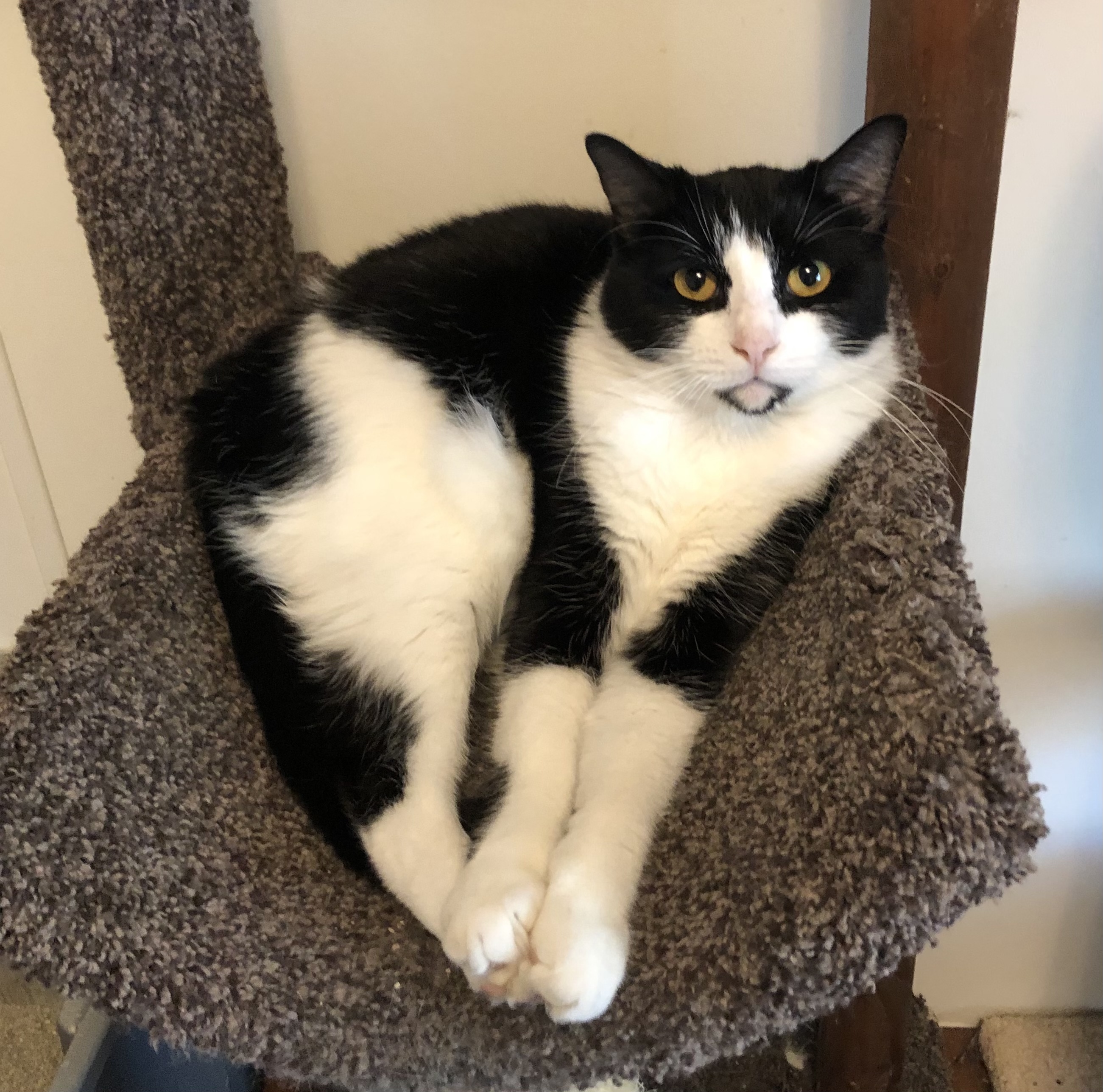 Enlarge Liddy, a Adoptable mixed breed in Goshen, IN image 1/6