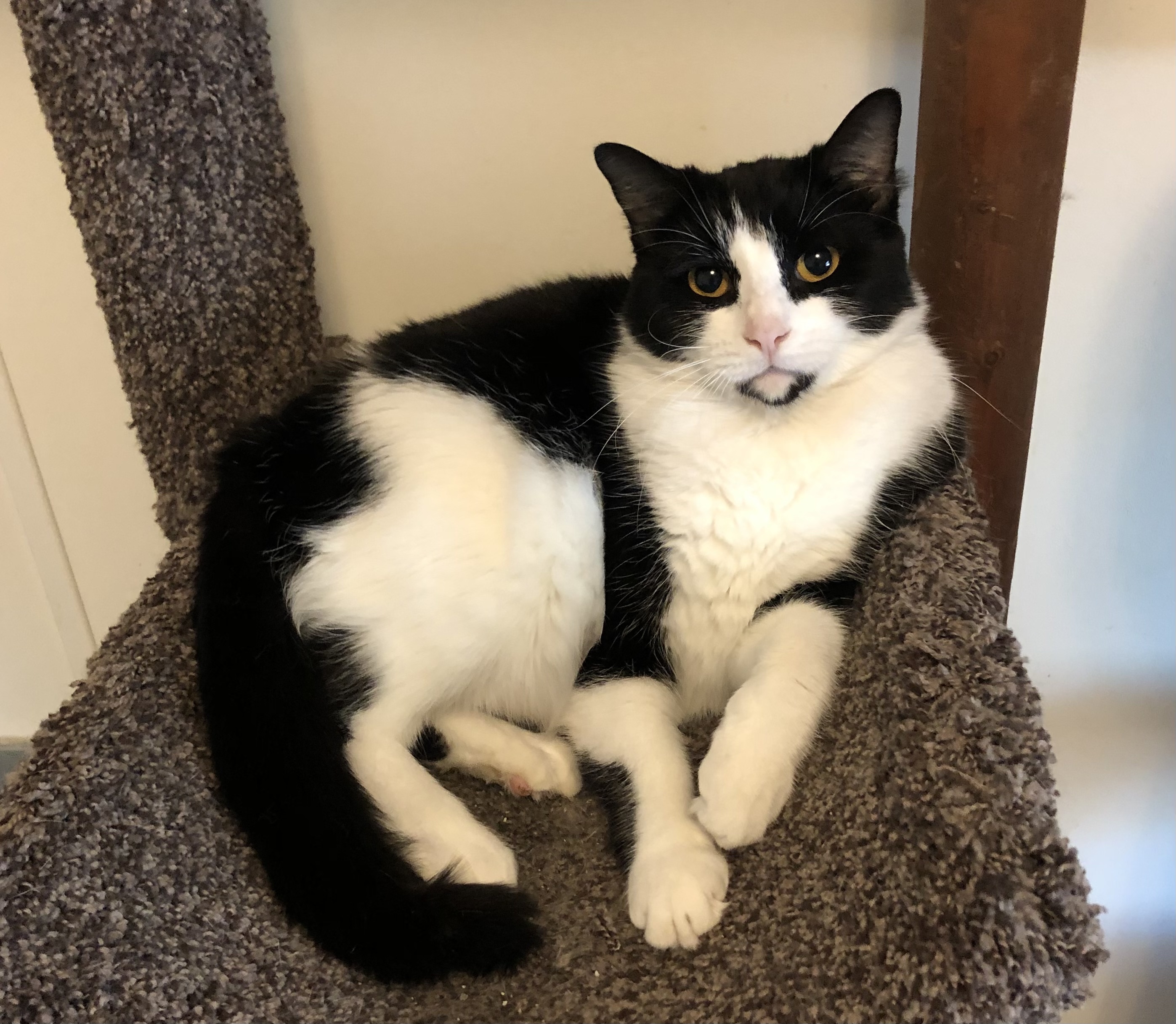 Enlarge Liddy, a Adoptable mixed breed in Goshen, IN image 6/6