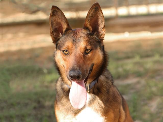 DANI, Adoptable, Young Female German Shepherd Dog.
