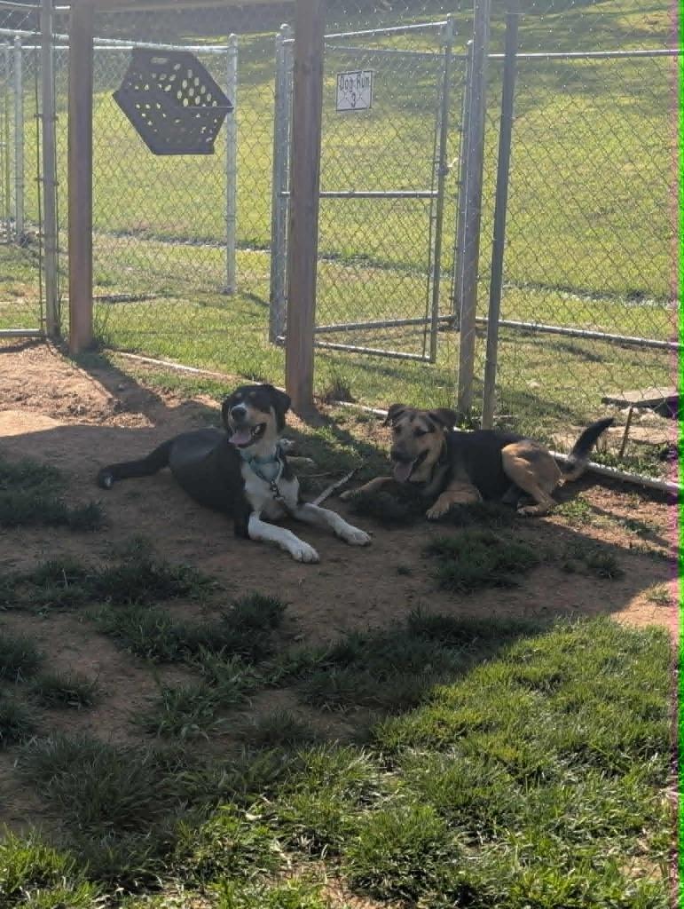 Laney, a Adoptable mixed breed in Blountville, TN image 1/2