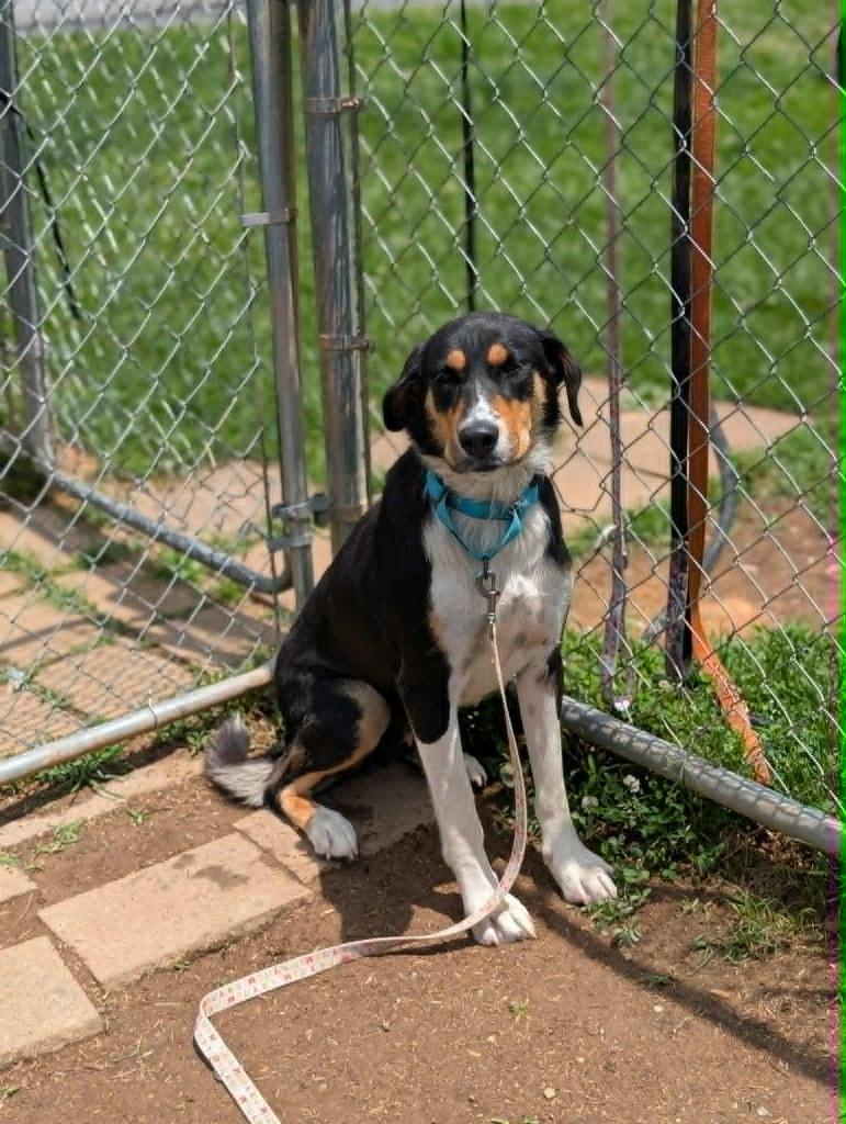 Laney, a Adoptable mixed breed in Blountville, TN image 2/2