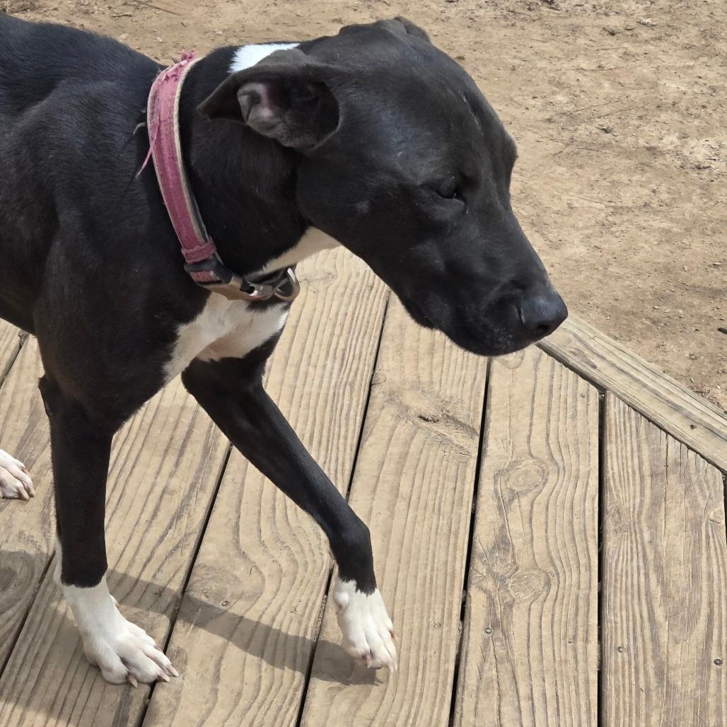 Tito, Adoptable, Adult Male Black Labrador Retriever & Great Dane.