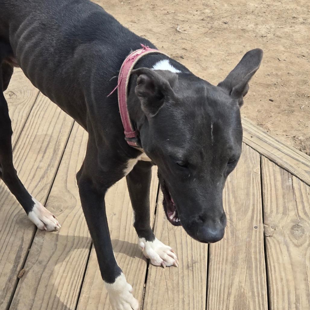 Enlarge Tito, a Adoptable mixed breed in Waggaman, LA image 2/4