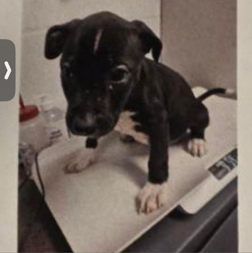 Tito, Adoptable, Adult Male Black Labrador Retriever & Pit Bull Terrier.