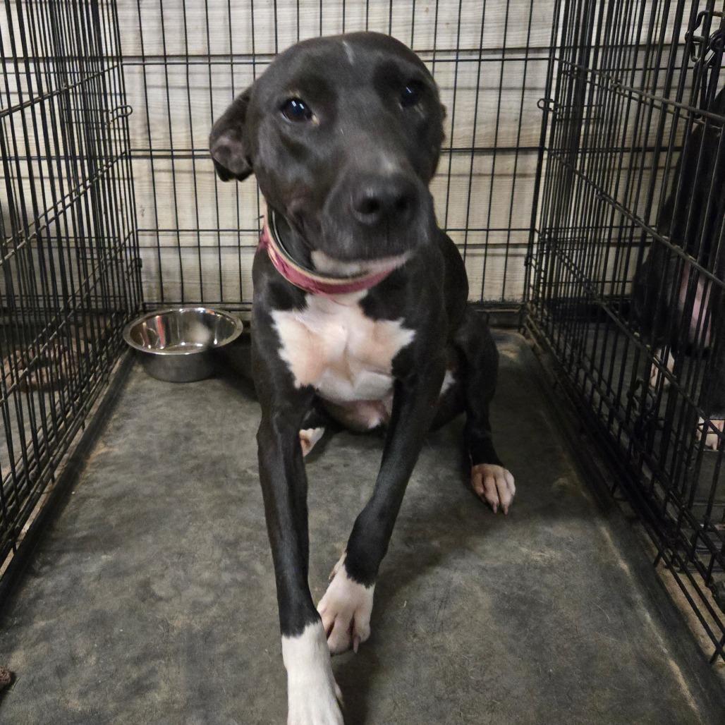 Enlarge Tito, a Adoptable mixed breed in Waggaman, LA image 2/2