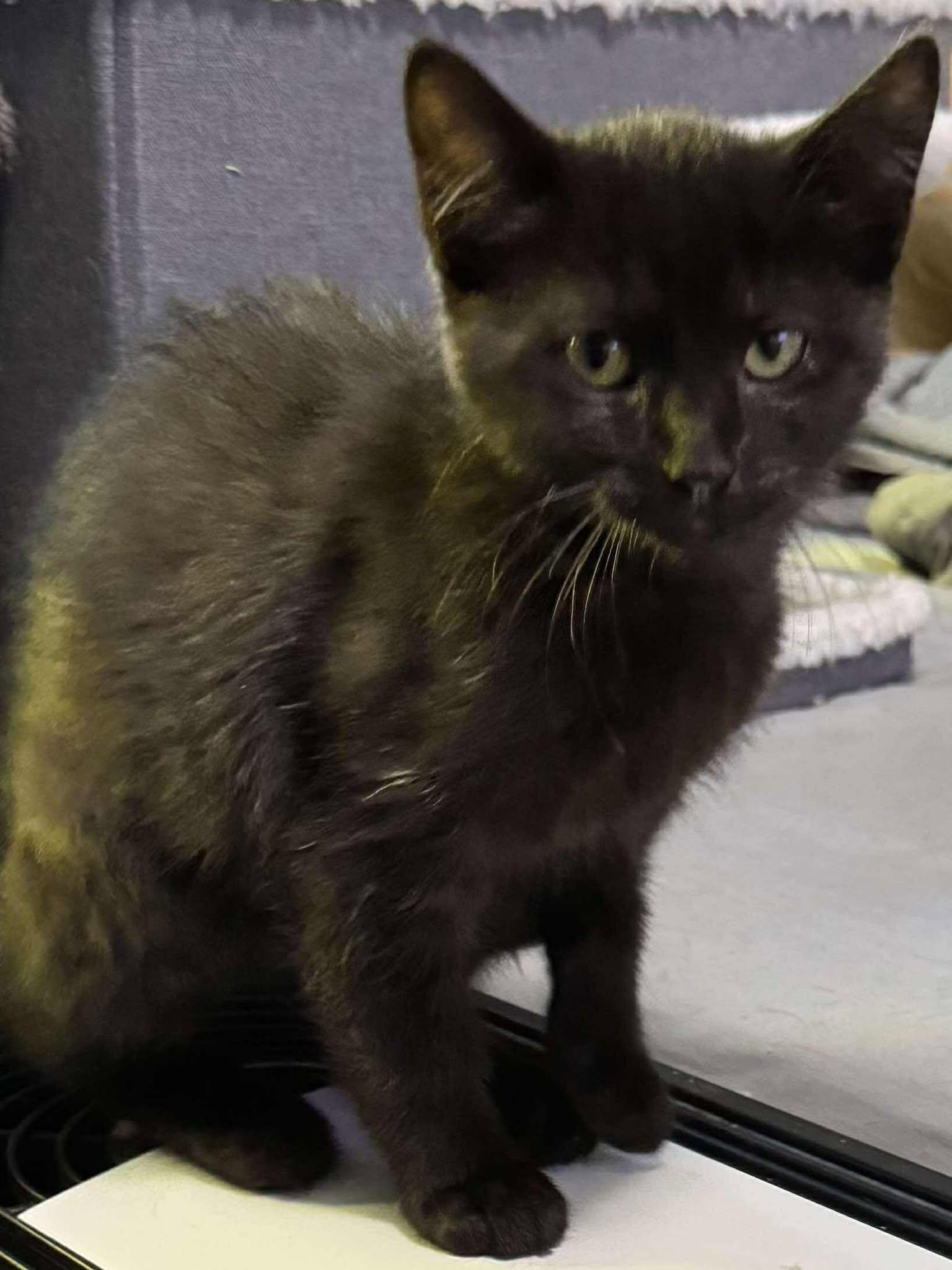Latrice, Baby Female unknown