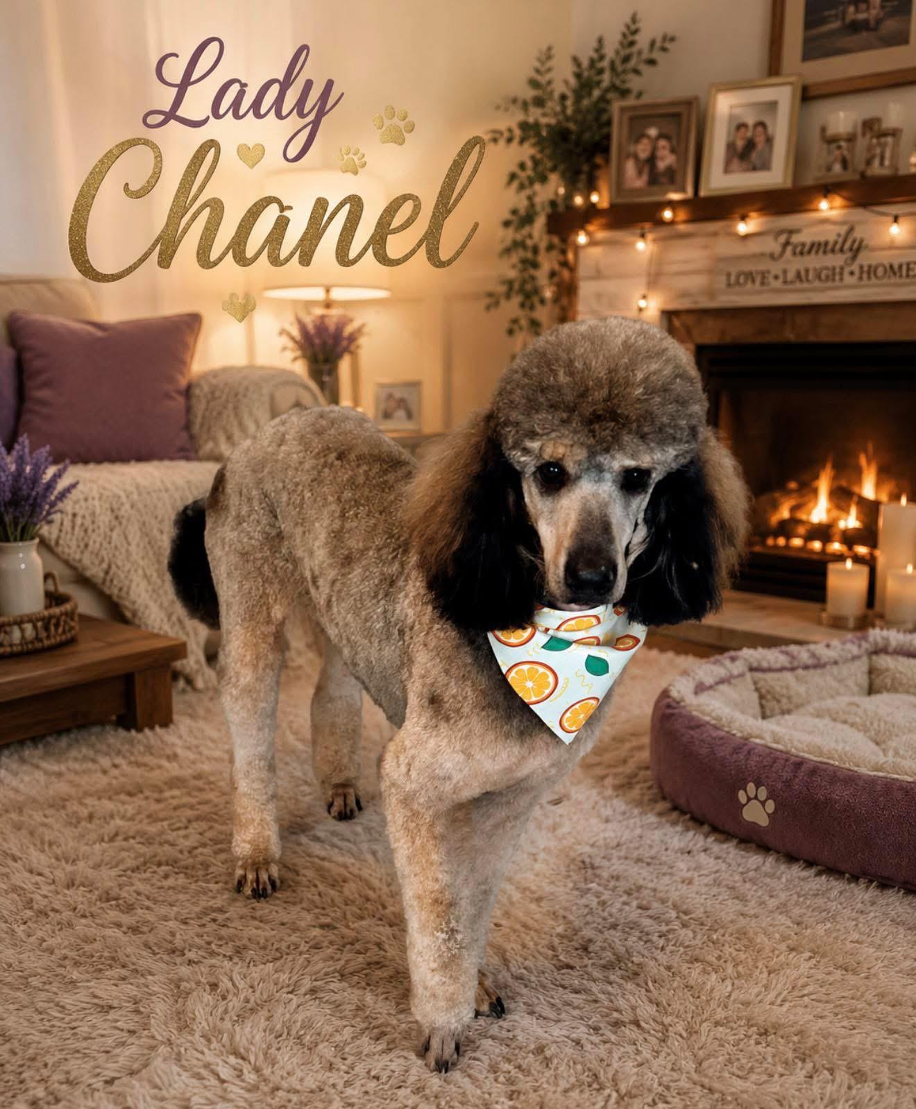 Lady Chanel, a ADOPTABLE Poodle in Walker, LA image 1/4