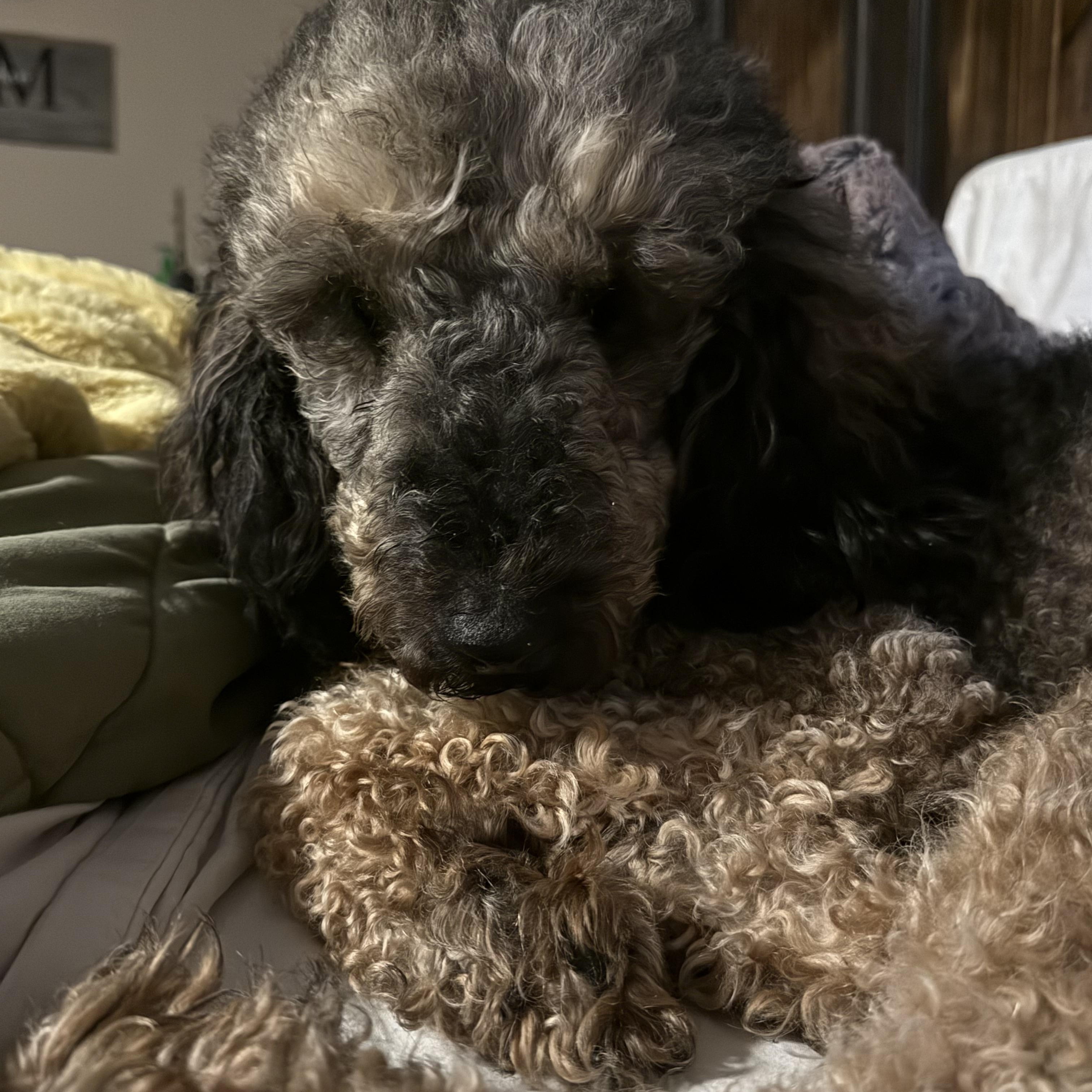 Lady Chanel, a ADOPTABLE Poodle in Walker, LA image 2/4
