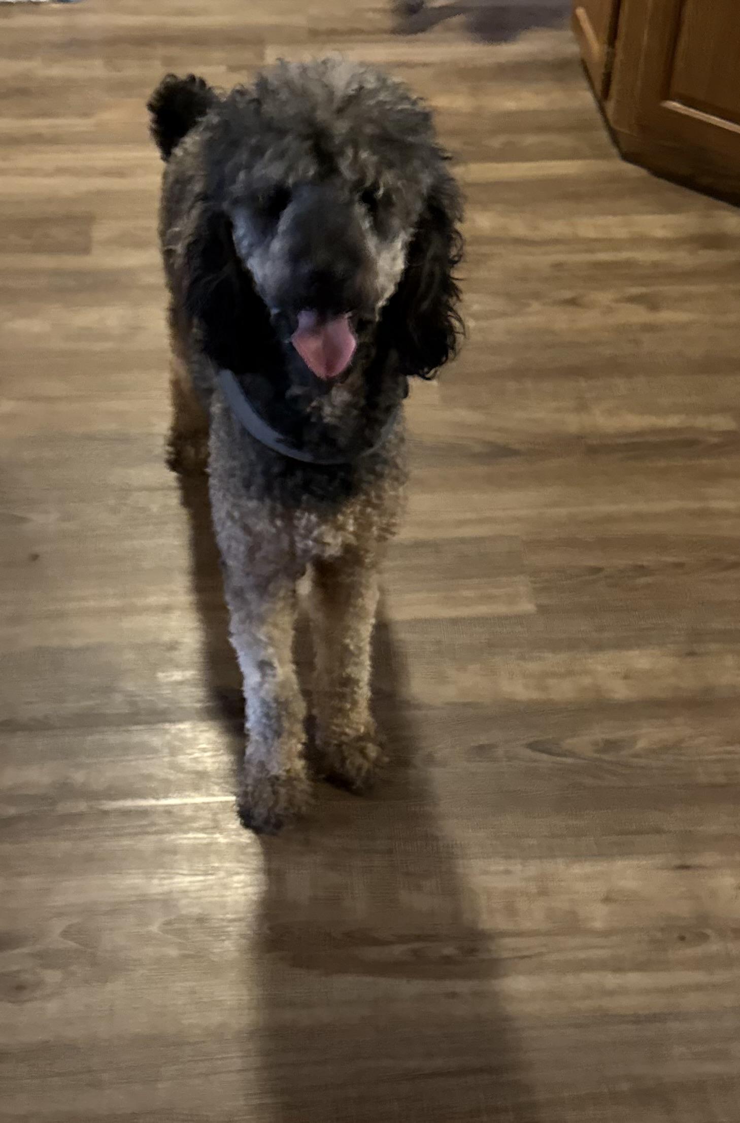 Lady Chanel, a ADOPTABLE Poodle in Walker, LA image 4/4