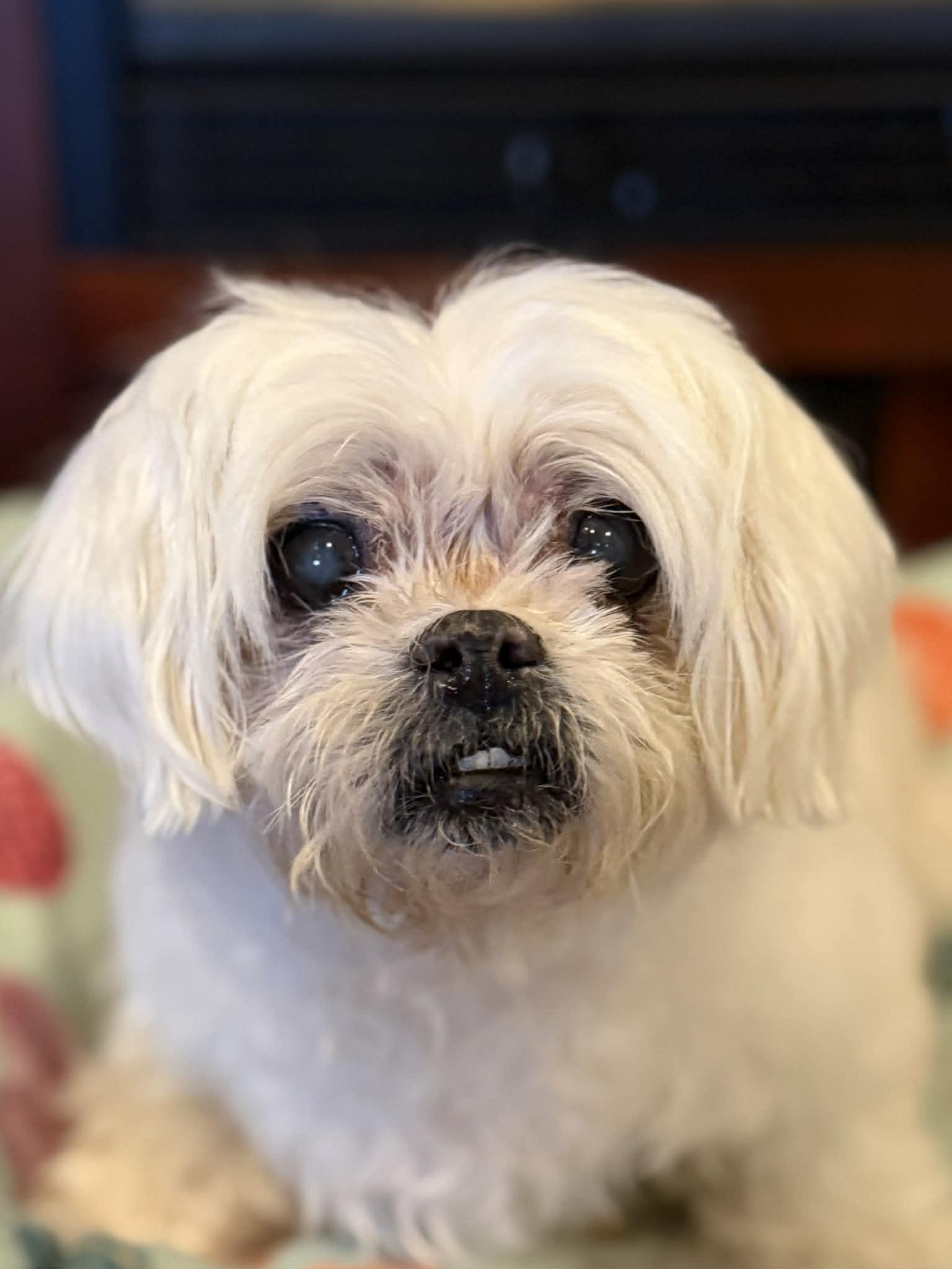 PRINCESS, a ADOPTABLE Maltese in Port Clinton, OH image 2/3