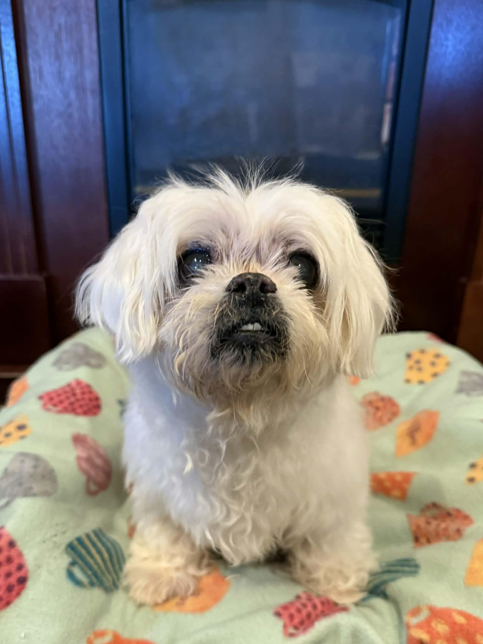 PRINCESS, a ADOPTABLE Maltese in Port Clinton, OH image 3/3