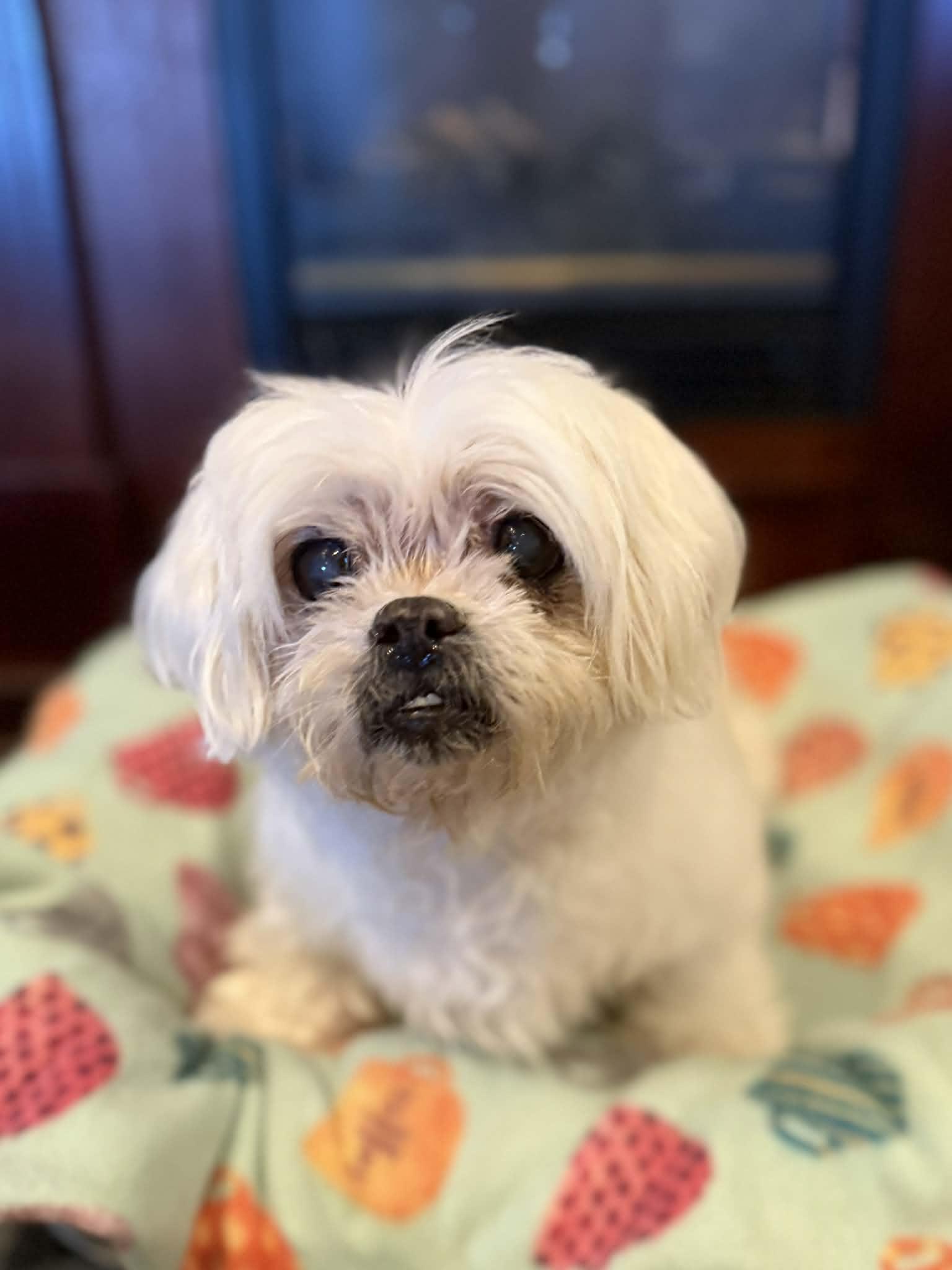 PRINCESS, a ADOPTABLE Maltese in Port Clinton, OH image 1/3