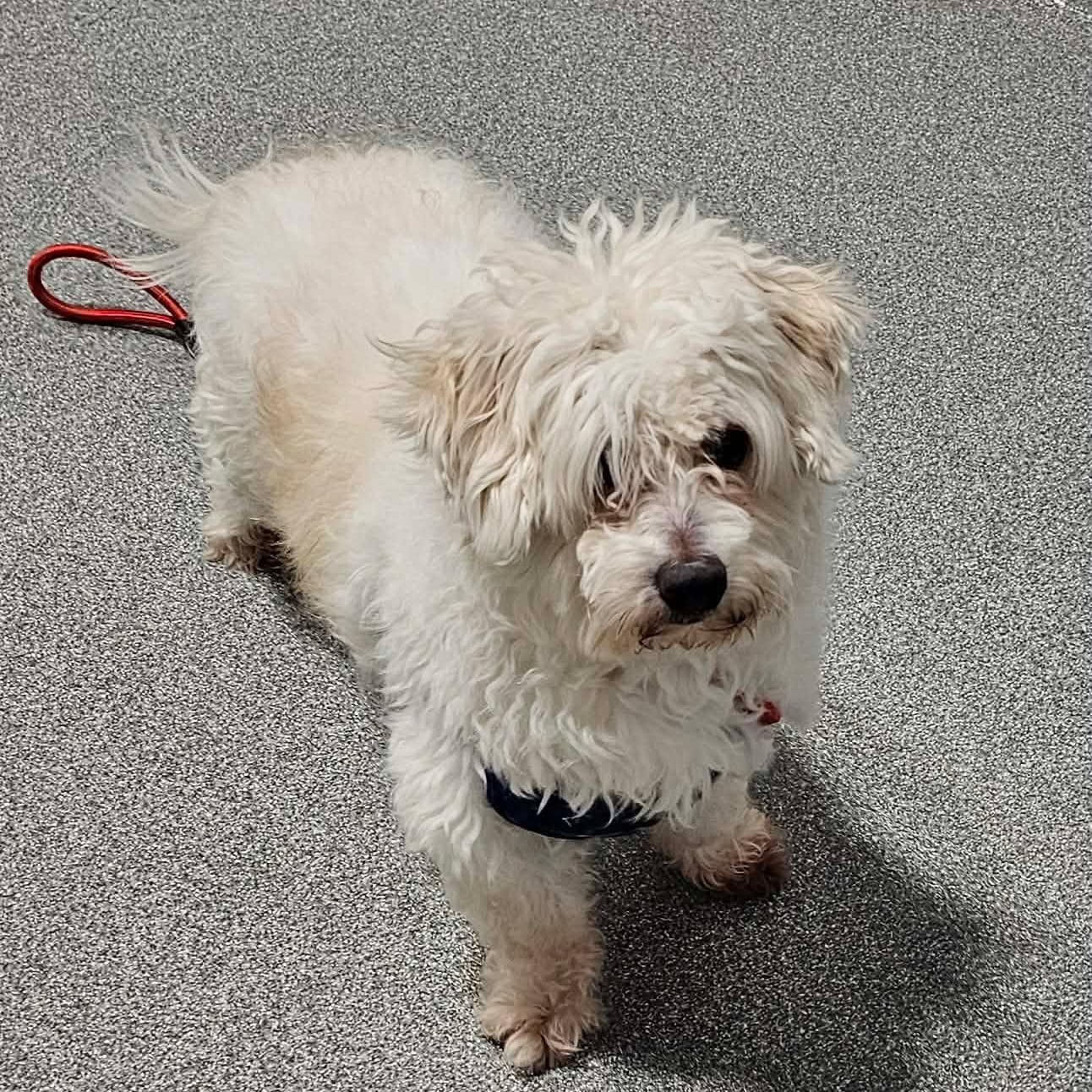 Enlarge Melo, an adopted Poodle in Minooka, IL image 3/3