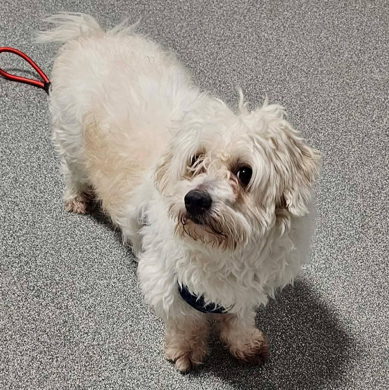 Enlarge Melo, an adopted Poodle in Minooka, IL image 2/3