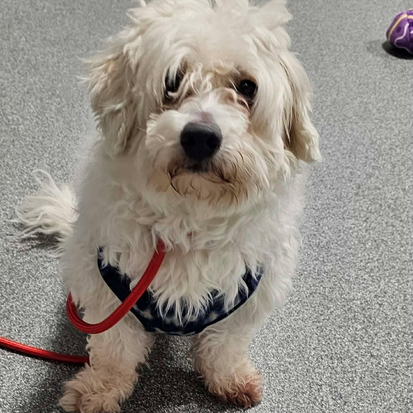 Enlarge Melo, an adopted Poodle in Minooka, IL image 1/3