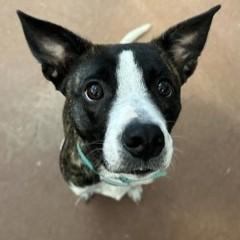 Enlarge Bunny, an adoptable mixed breed in Rapid City, SD image 2/5