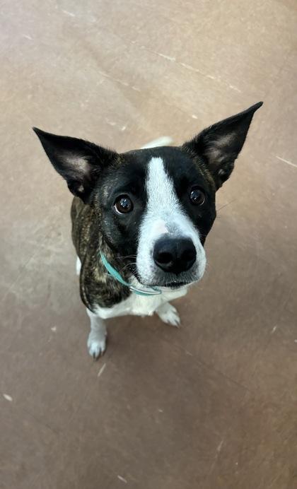 Enlarge Bunny, an adoptable mixed breed in Rapid City, SD image 4/5