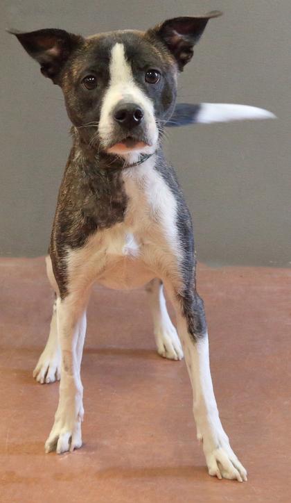 Enlarge Bunny, an adoptable mixed breed in Rapid City, SD image 3/5