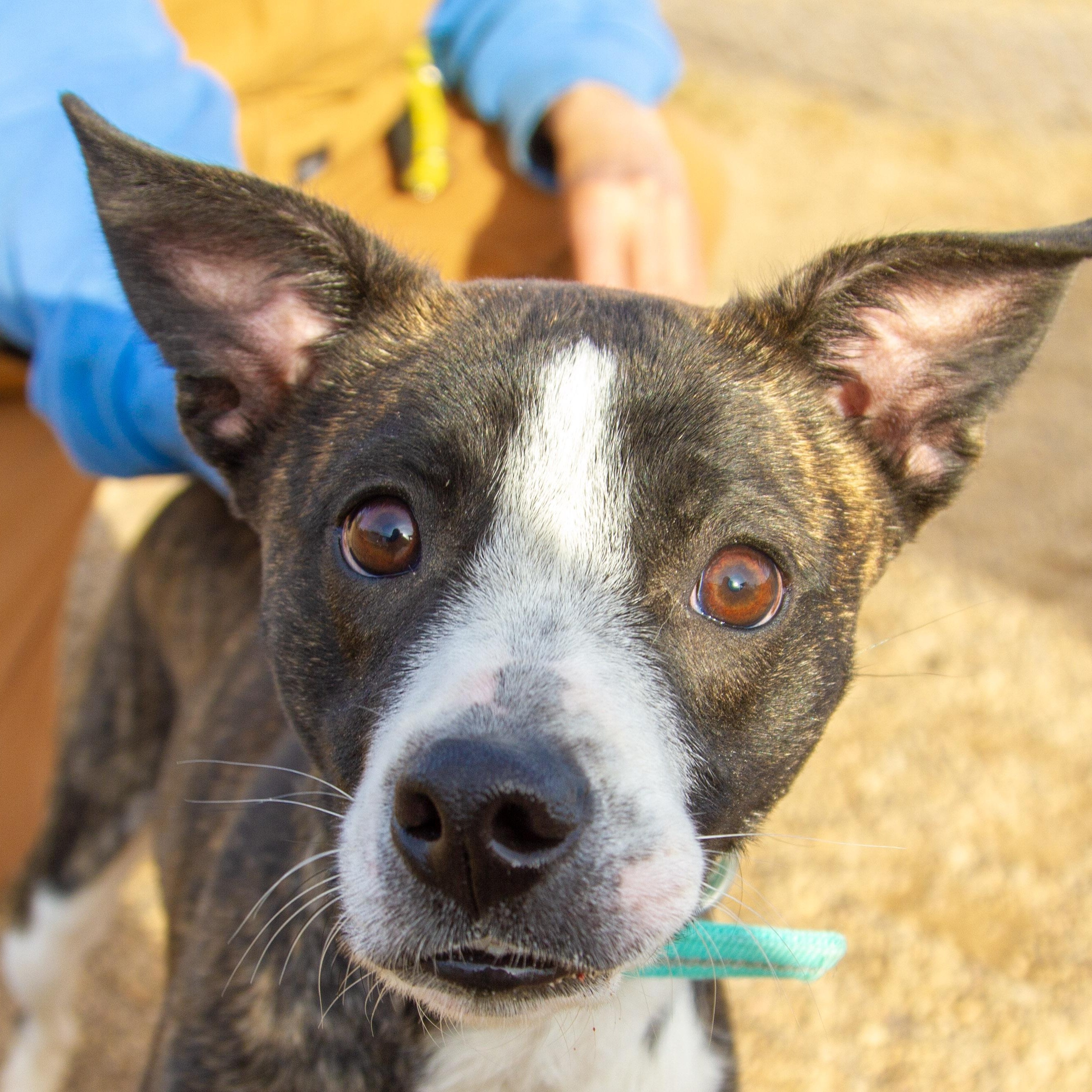 Enlarge Bunny, an adoptable mixed breed in Rapid City, SD image 5/5