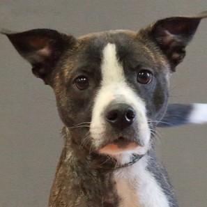 Enlarge Bunny, an adoptable mixed breed in Rapid City, SD image 1/5